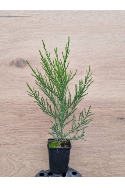 Секвоядендрон купити